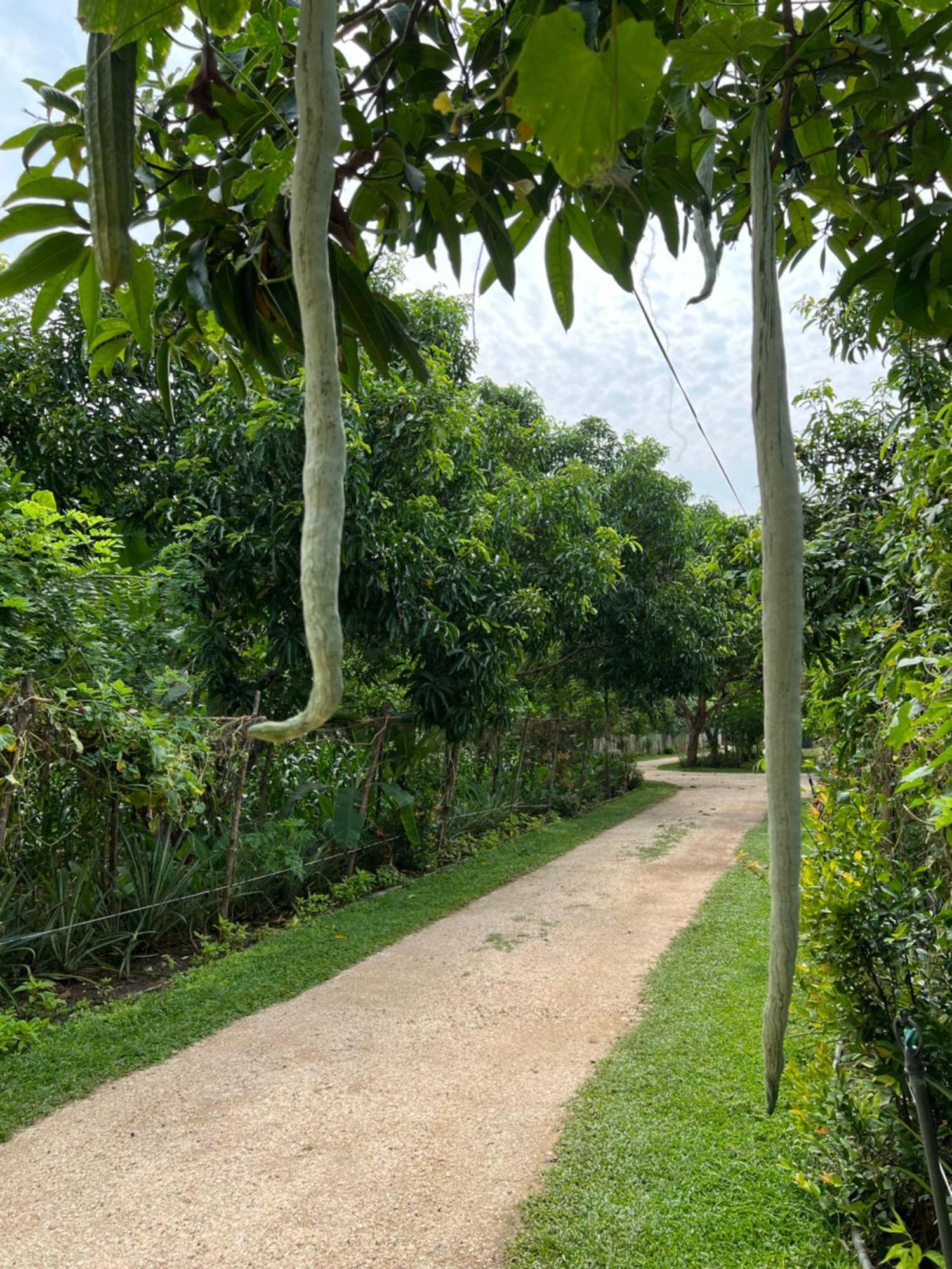 Sayon River Cottage & Eco Garden Monaragala Exterior photo